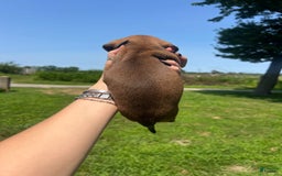 Dachshund dogs for sale: Benny - Image 3