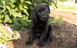 Labrador Retriever dogs for sale: Forest - Image 1