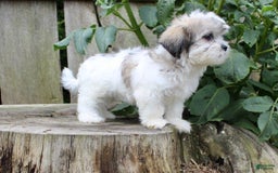 Malshi dogs for sale: Fawn - Image 1