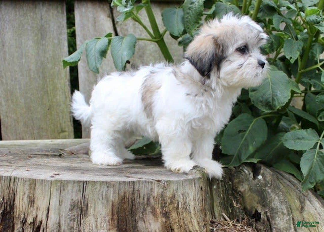 Malshi dogs for sale: Fawn - Image 1
