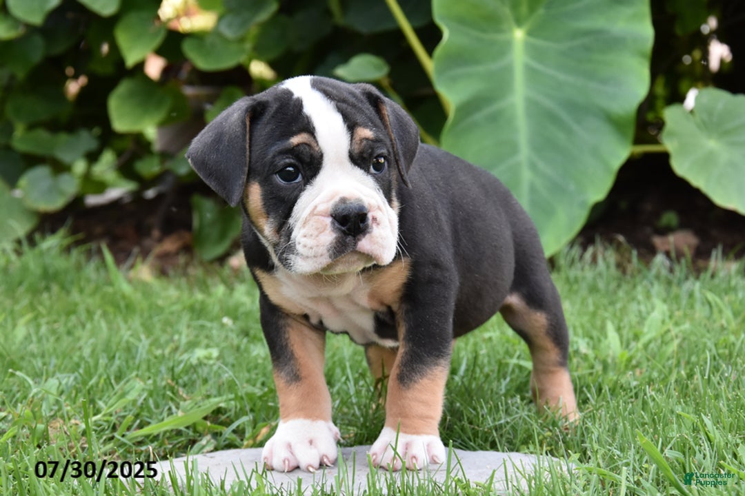 Olde English Bulldogge dogs for sale: Pepper - Image 1