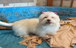 Havanese dogs for sale: Helen - Image 2