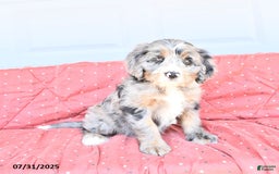 Miniature Bernese Mountain Dog dogs for sale: Sunflower - Image 10
