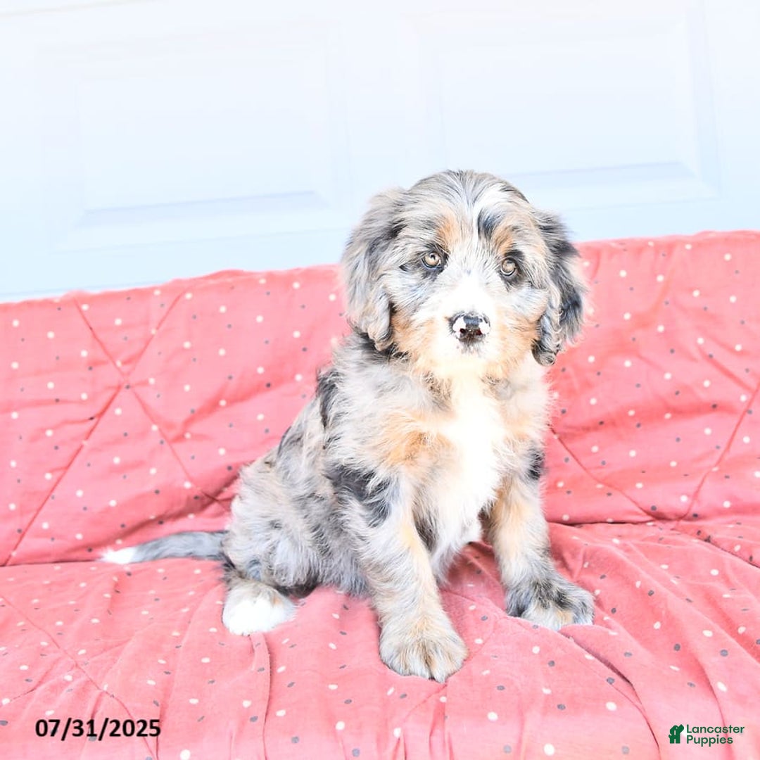 Miniature Bernese Mountain Dog dogs for sale: Sunflower - Image 10