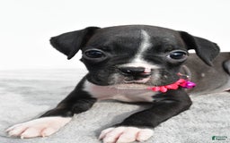 Boxer dogs for sale: Rowan - Image 2