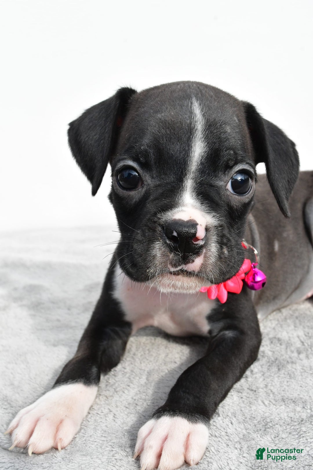 Boxer dogs for sale: Rowan - Image 2