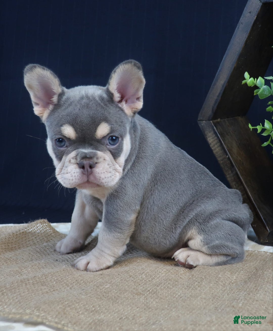 French Bulldog dogs for sale: Bristol - Image 3