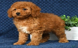 Cockapoo dogs for sale: Daisy - Image 5