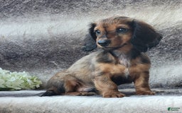 Miniature Dachshund dogs for sale: Trenton - Image 7