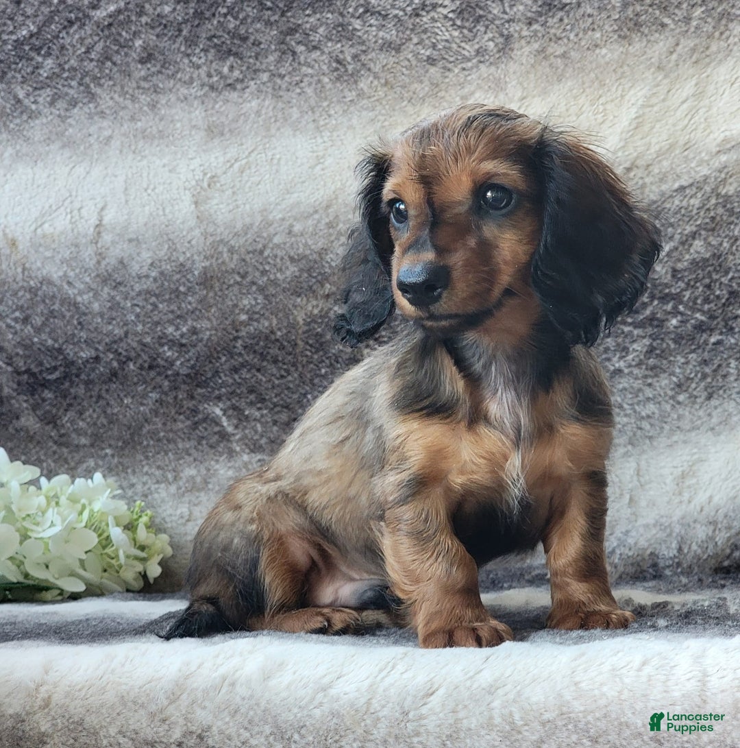 Miniature Dachshund dogs for sale: Trenton - Image 7