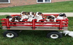 Beagle dogs for sale: Kylo - Image 3