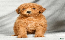 Miniature Poodle dogs for sale: Dino - Image 7