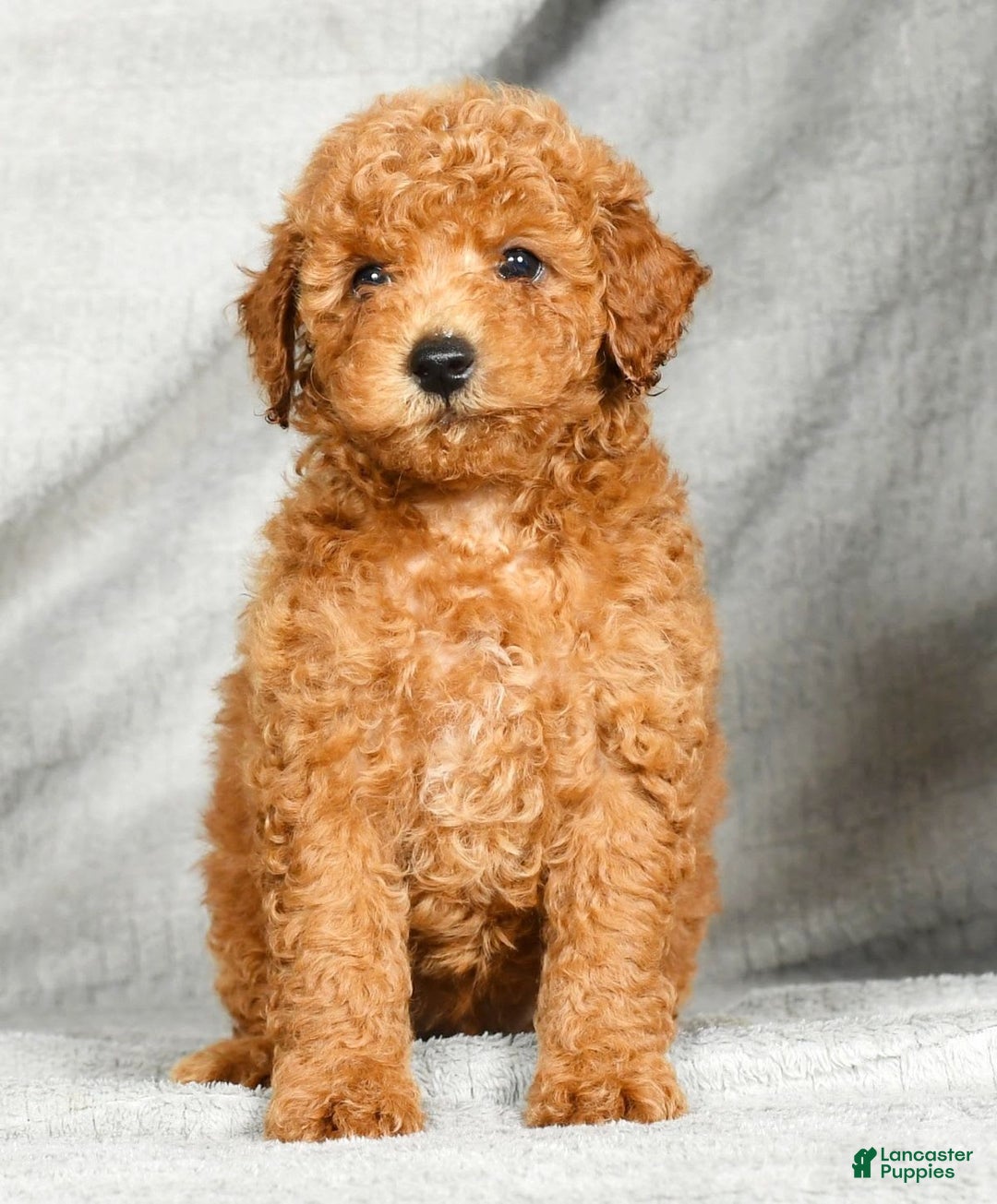 Miniature Poodle dogs for sale: Dino - Image 7