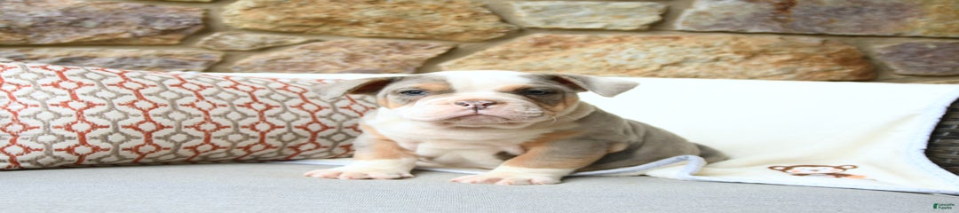 Pippin