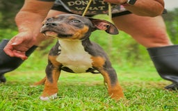 American Bully dogs for sale: Red Collar - Image 1