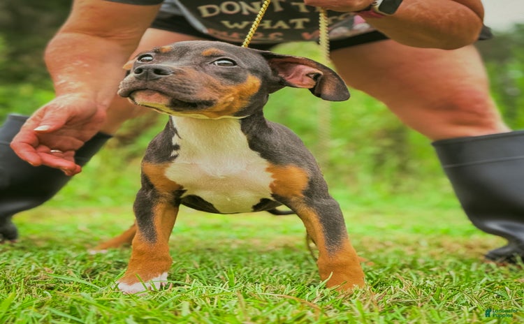 American Bully dogs for sale - Ad 1