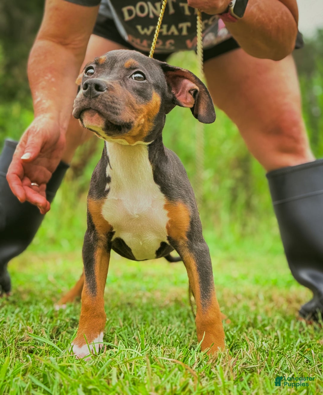 American Bully dogs for sale: Red Collar - Image 1