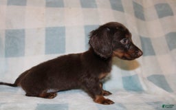Dachshund dogs for sale: Austin Mini - Image 9