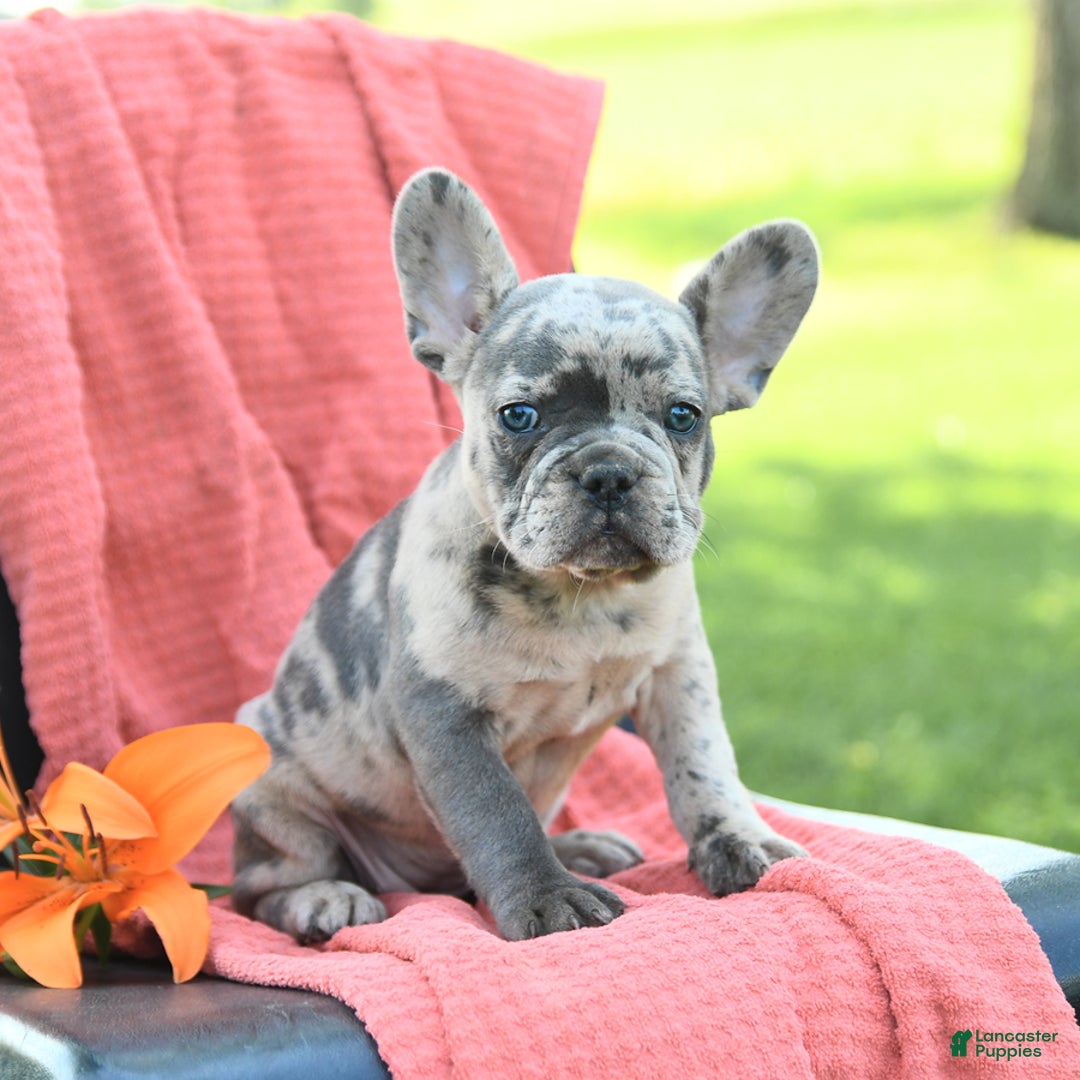 French Bulldog dogs for sale: Josie - Image 4