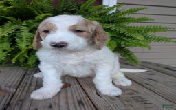 Goldendoodle dogs for sale: Sue - Image 16