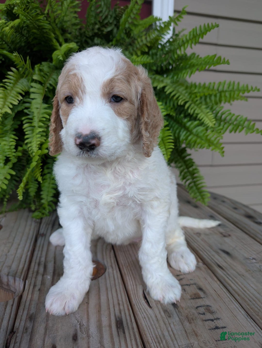Goldendoodle dogs for sale: Sue - Image 16