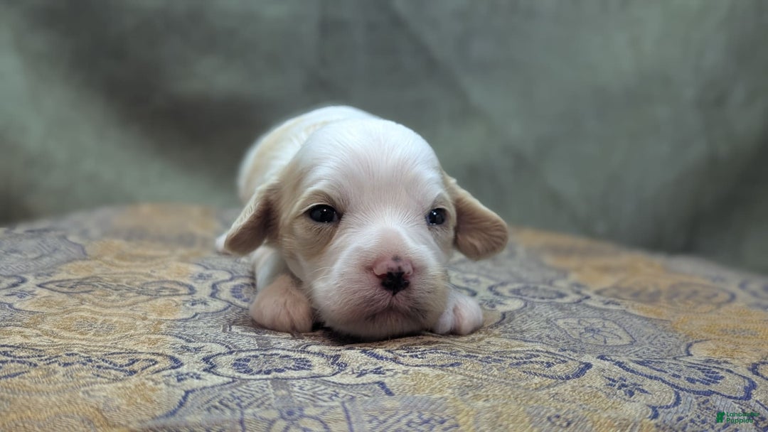 Cockapoo dogs for sale: Astrid - Image 11