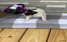 Rat Terrier dogs for sale: Twila - Image 1