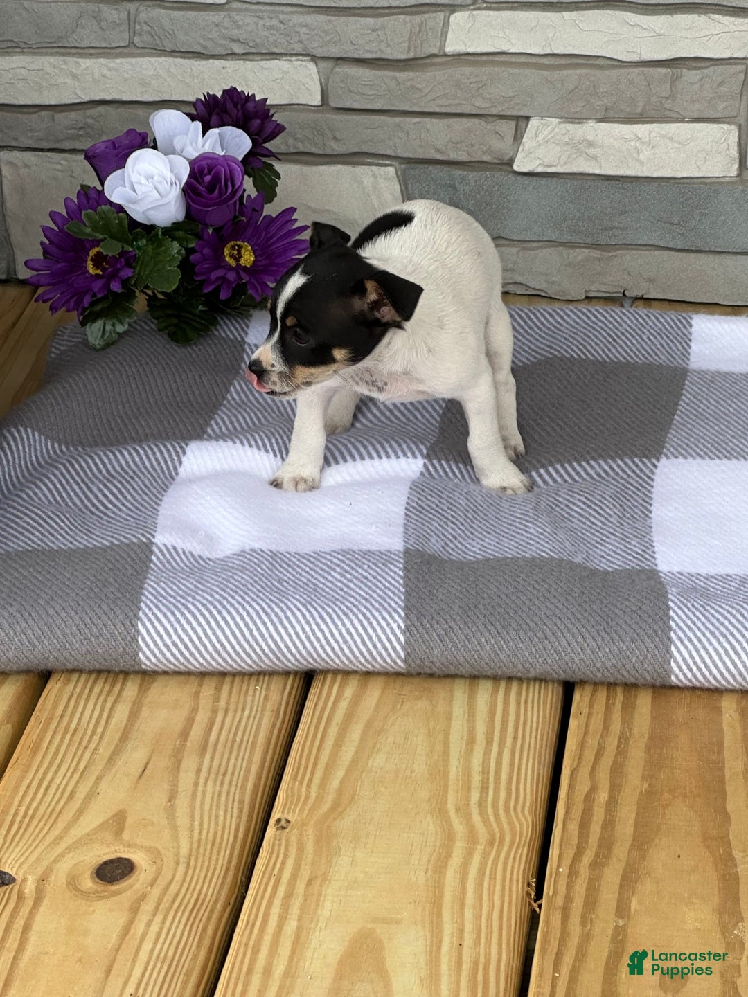 Rat Terrier dogs for sale: Twila - Image 1