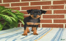 Miniature Pinscher dogs for sale: Jade - Image 7