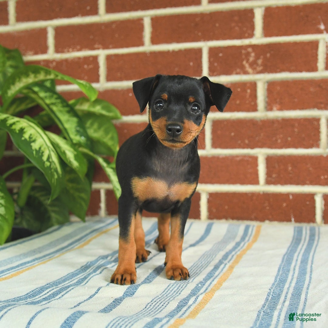 Miniature Pinscher dogs for sale: Jade - Image 7