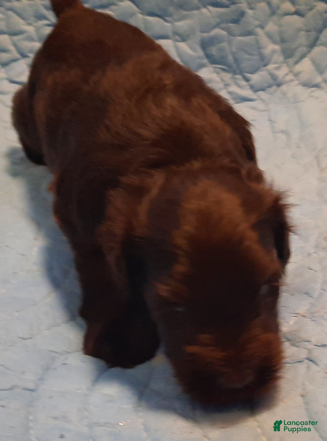 Miniature Schnauzer dogs for sale: Boy2 - Image 10