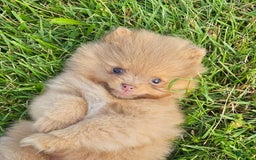 Pomeranian dogs for sale: Cinnamon - Image 9
