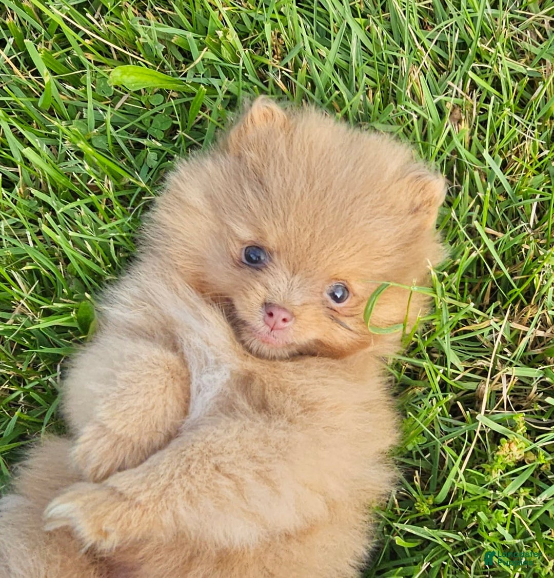 Pomeranian dogs for sale: Cinnamon - Image 9