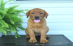 Labrador Retriever dogs for sale: Yasmine - Image 3
