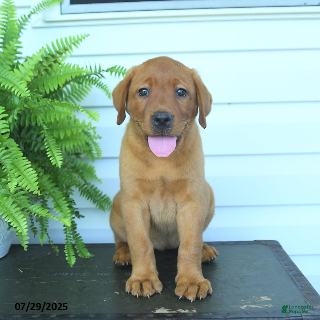 Labrador Retriever dogs for sale: Yasmine - Image 3