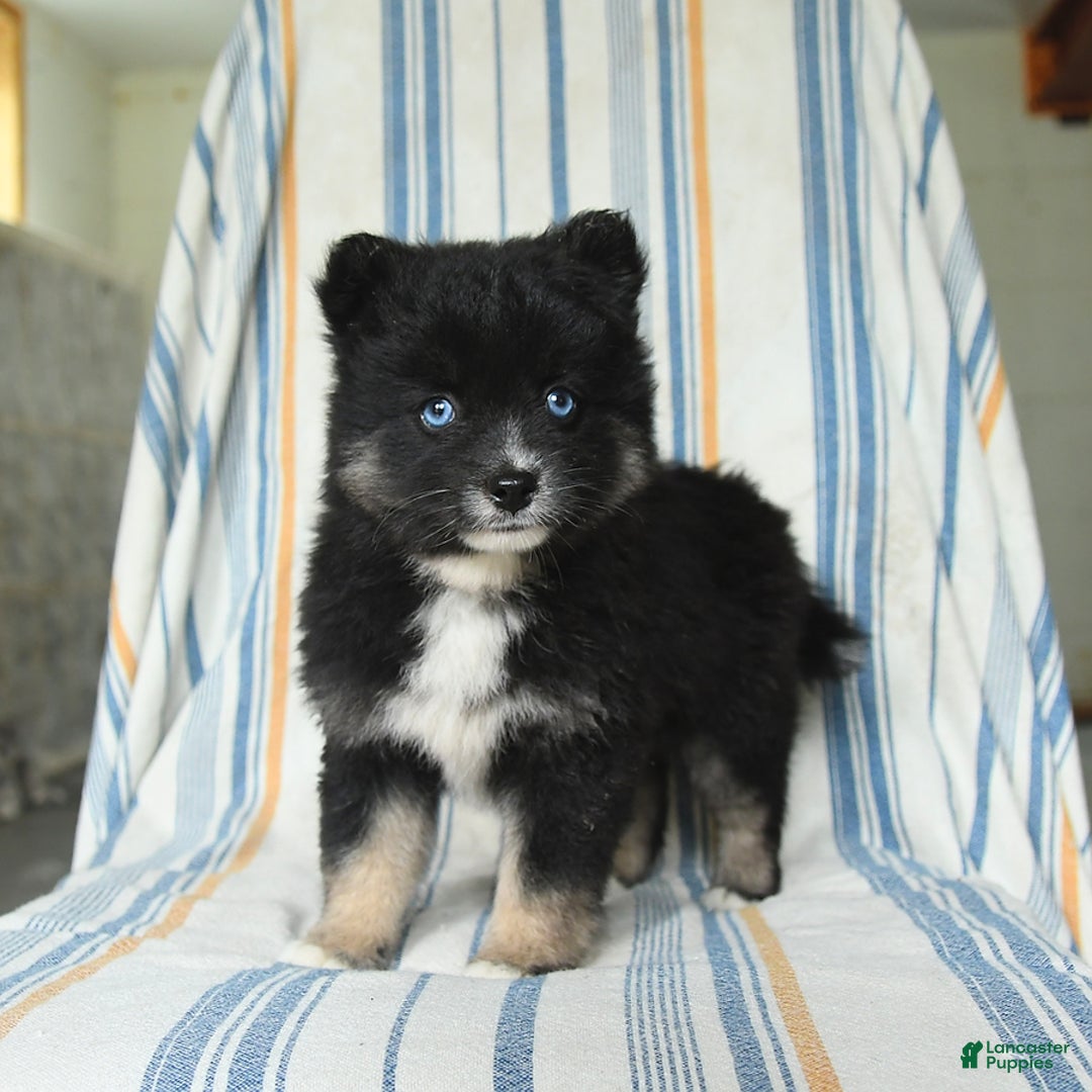 Pomsky dogs for sale: Honey - Image 1