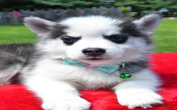 Pomsky dogs for sale: Chester - Image 6