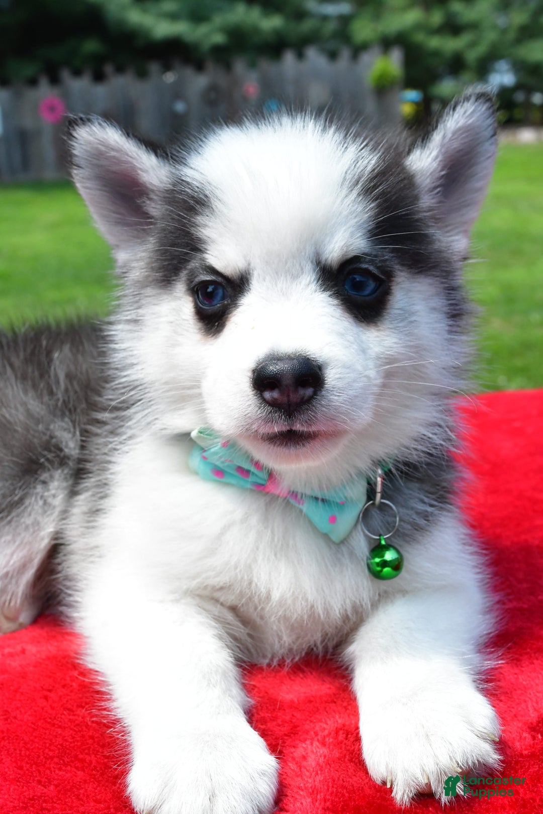 Pomsky dogs for sale: Chester - Image 6