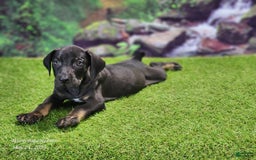 Catahoula Leopard Dog dogs for sale: Jesse 2025 Male 2 - Image 5