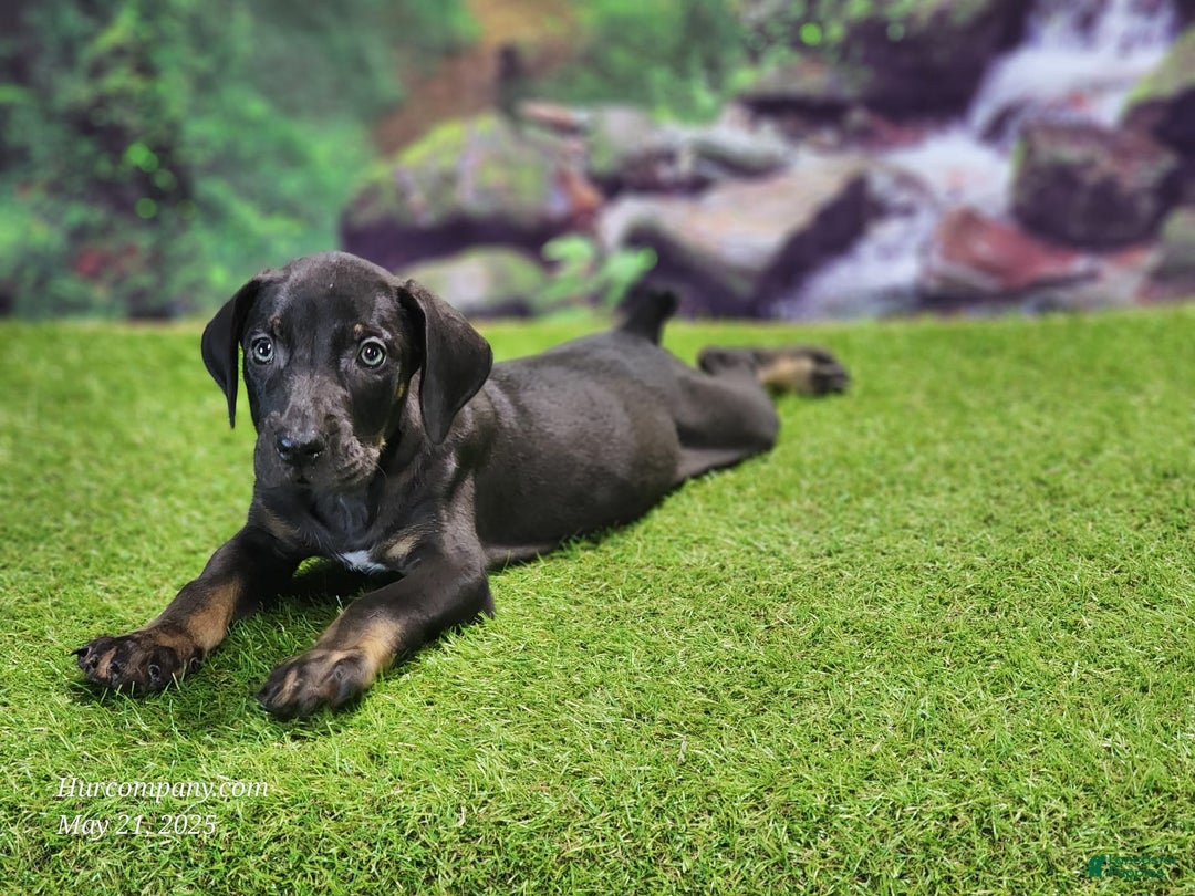 Catahoula Leopard Dog dogs for sale: Jesse 2025 Male 2 - Image 5