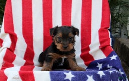 Yorkshire Terrier dogs for sale: Eligah - Image 1