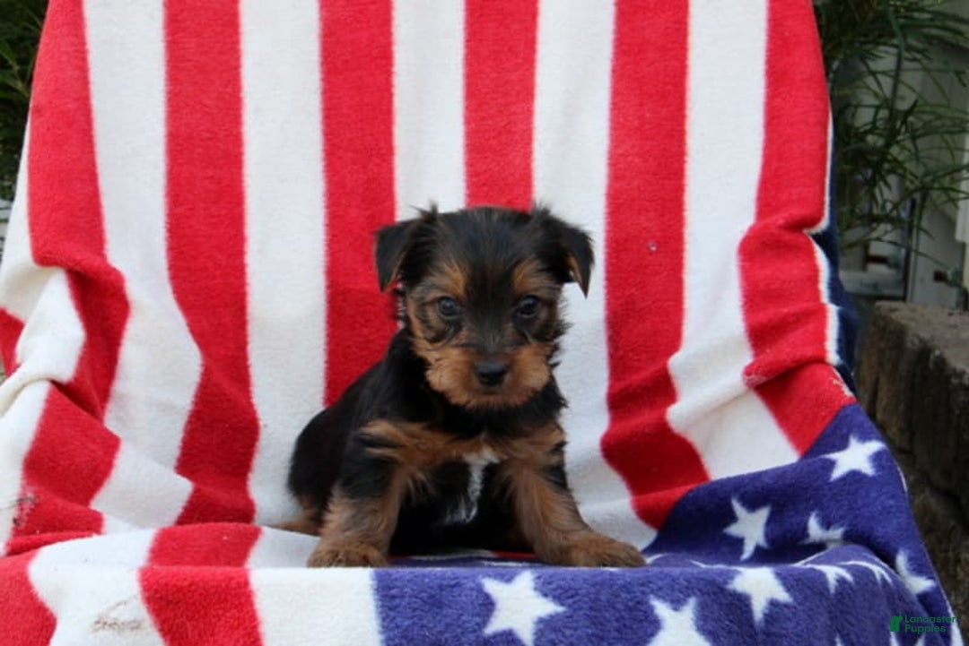 Yorkshire Terrier dogs for sale: Eligah - Image 1