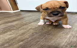 American Pit Bull Terrier dogs for sale: Spice - Image 12
