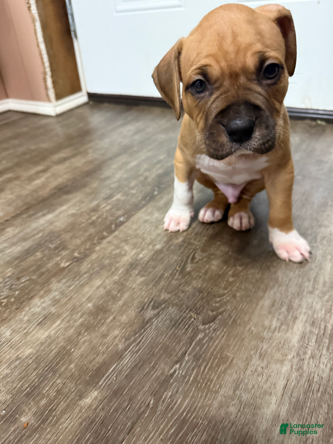 American Pit Bull Terrier dogs for sale: Spice - Image 12