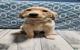 Golden Retriever dogs for sale: Golden Retriever - Image 5
