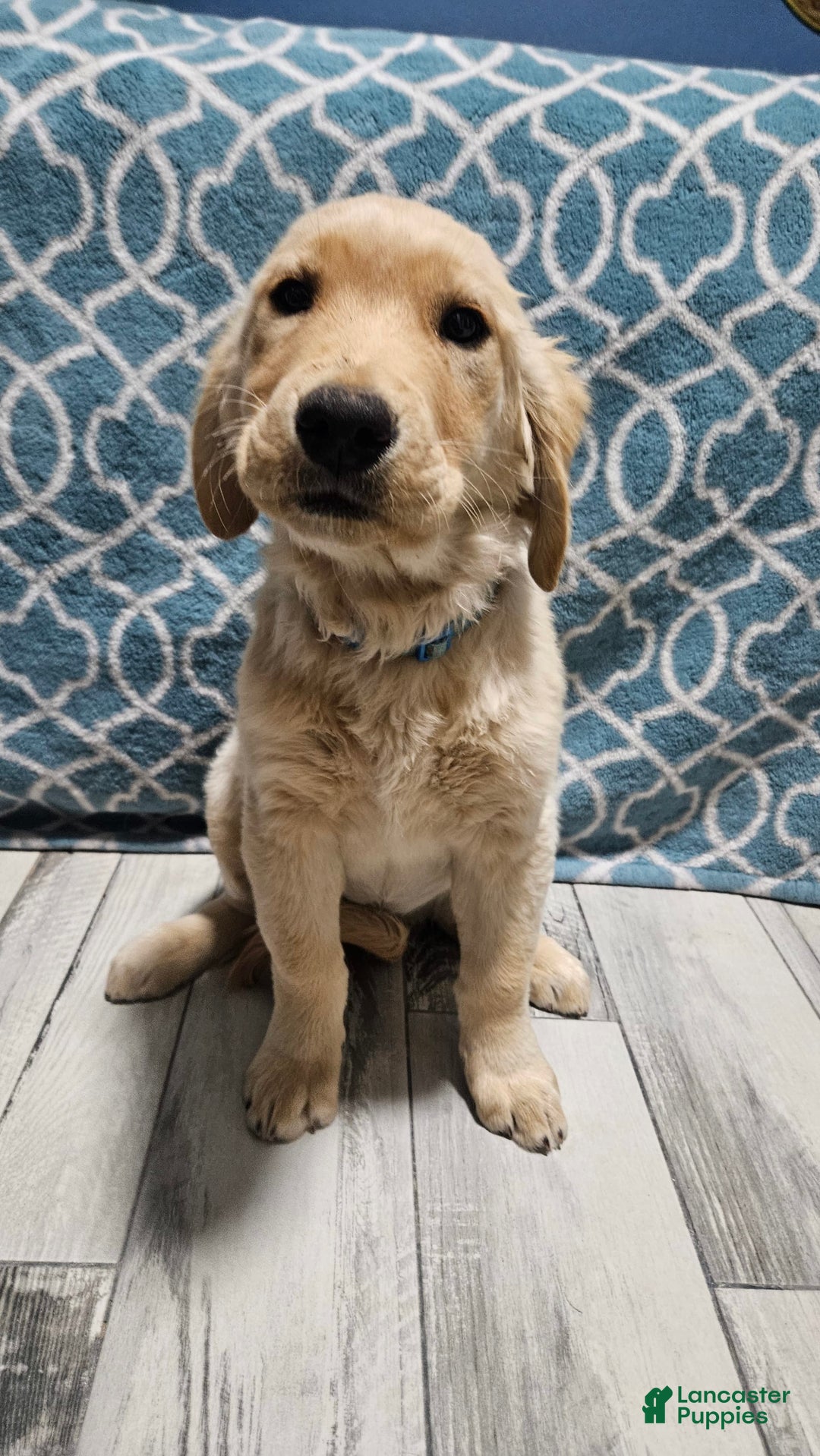 Golden Retriever dogs for sale: Golden Retriever - Image 5