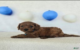 Cavapoo dogs for sale: Bruce - Image 9