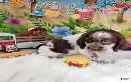 English Springer Spaniel dogs for sale: Boba - Image 2