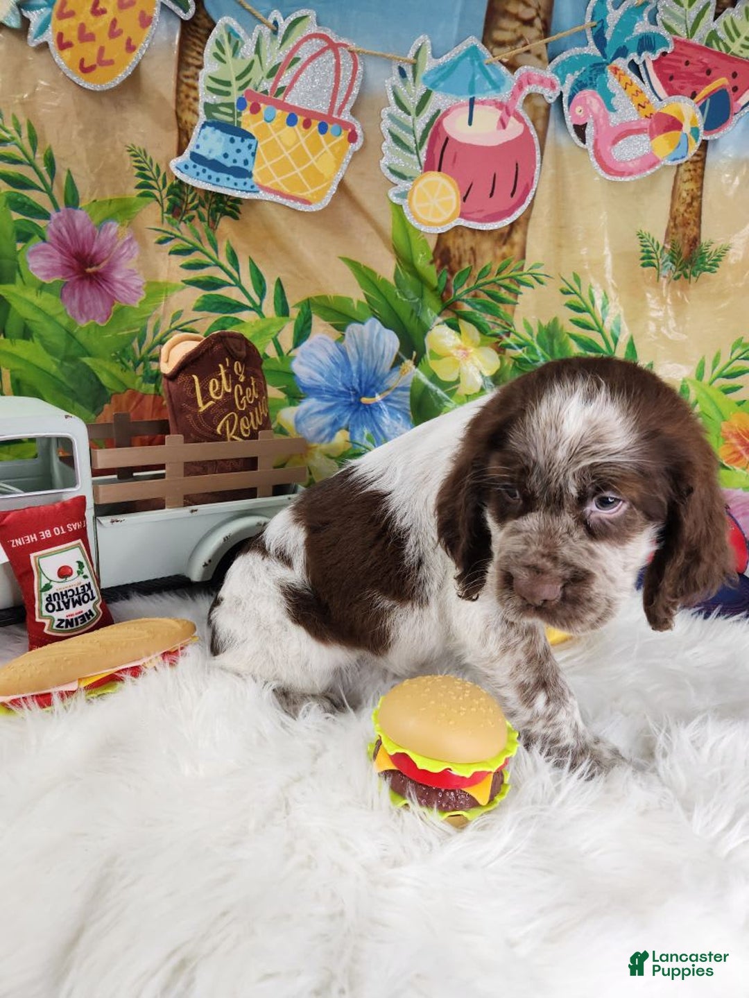 English Springer Spaniel dogs for sale: Boba - Image 2