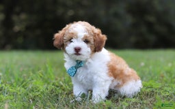 Shihpoo dogs for sale: Hudson - Image 1